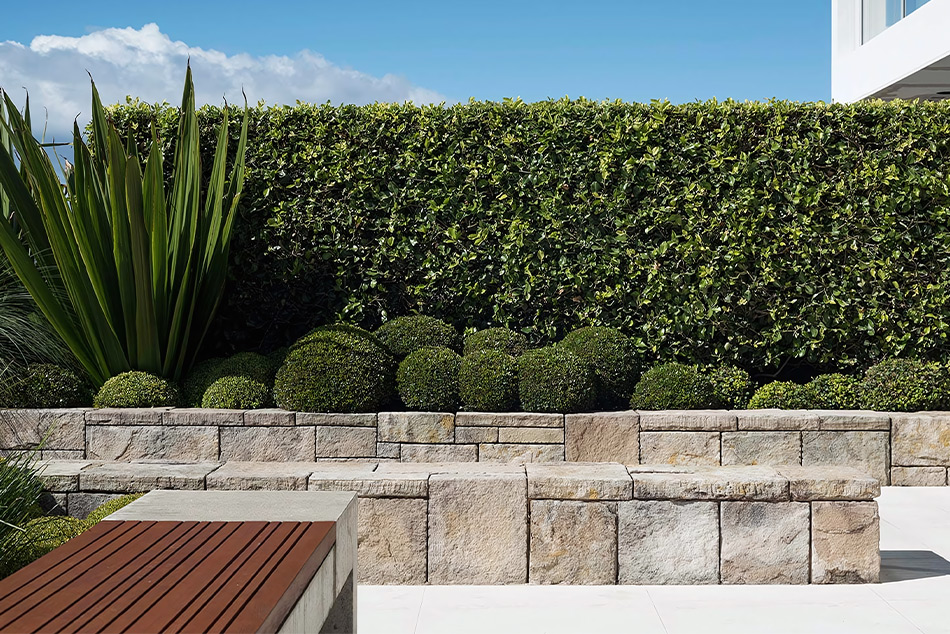 Живият плет е красив , но и функционален